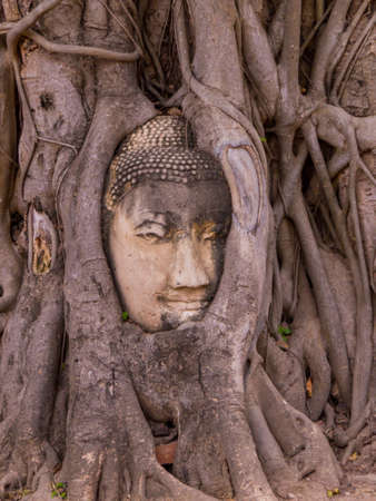 Buddha Head in Tree Roots, Buddhist temple Wat Mahathat, Historic City of Ayutthaya, Thailandの写真素材