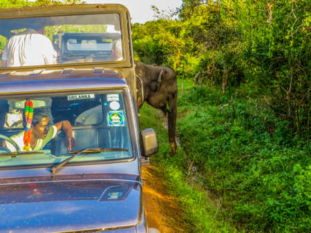 YALA, SRI LANKA - JANUARY 2, 2016: People having a jeep safari in Yala National Park, watching a wild elephant.のeditorial素材