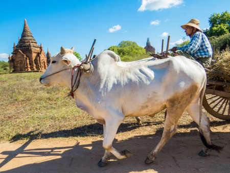 BAGAN, MYANMAR - JANUARY 5, 2018: Burmese man on wooden cart pulled by cows near the temples in the Old Bagan.のeditorial素材