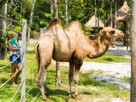 PHU QUOC, VIETNAM - FEBRUARY 12, 2018: Mother with her baby looking at a camel in the Vinpearl Safari zoo park.のeditorial素材