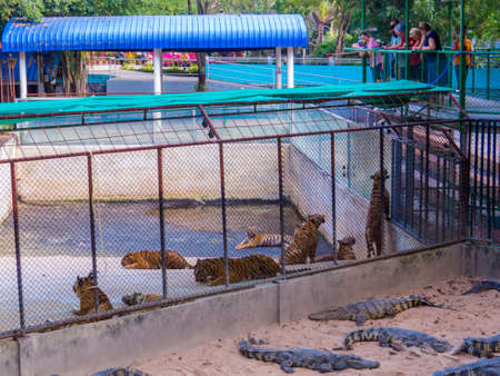 SRI RACHA, THAILAND - JANUARY 13, 2019: Crocodiles and tigers in Sriracha Tiger Zoo.のeditorial素材