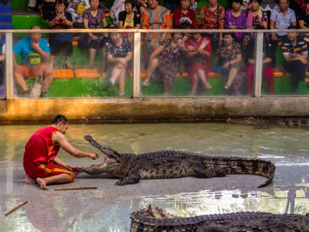 PATTAYA, THAILAND - JANUARY 13, 2019: View of the Crocodile Show in Sriracha Tiger Zoo.のeditorial素材