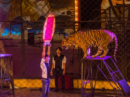 PATTAYA, THAILAND - JANUARY 13, 2019: View of the Tiger Show in Sriracha Tiger Zoo.のeditorial素材