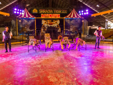 PATTAYA, THAILAND - JANUARY 13, 2019: View of the Tiger Show in Sriracha Tiger Zoo.のeditorial素材