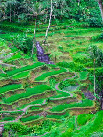 View of the Tegallalang Rice Terrace in Ubud, Bali, Indonesiaの写真素材