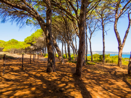 View of the Sant'Anna Pine Forest in Budoni, Sardinia, Italyの写真素材