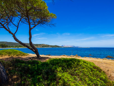 View of the Pineta Agrustos (English: Agrustos Pine Forest) with Tavolara Island in the background. In Budoni, Sardinia, Italyの写真素材