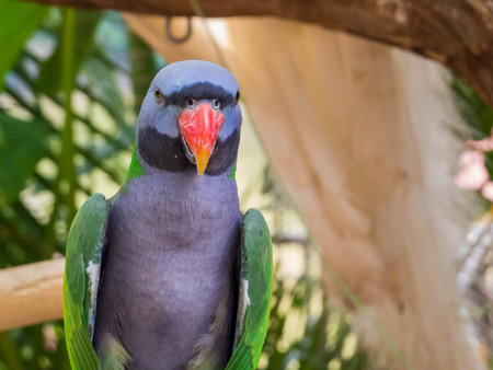 Parrot in the Manting Park in Jinghong, Xishuangbanna Autonomous Prefecture, Yunnan, China