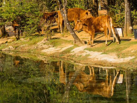 Cows in a scenic valley in Lijiang, Yunnan, Chinaの写真素材