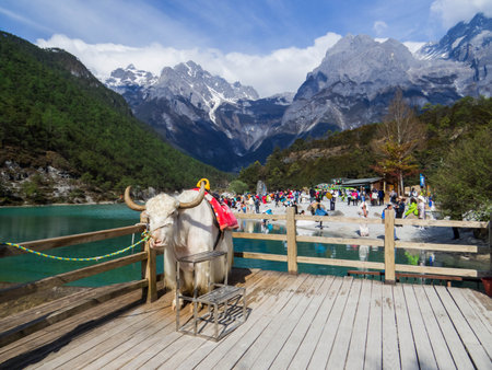 Yak in front of the Blue Moon Valley in Lijiang, Yunnan, Chinaの写真素材