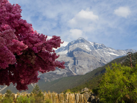 Sakura Tree with the Jade Dragon Snow Mountain (or Yulong Snow Mountain) in the background. In Lijiang, Yunnan, Chinaの写真素材