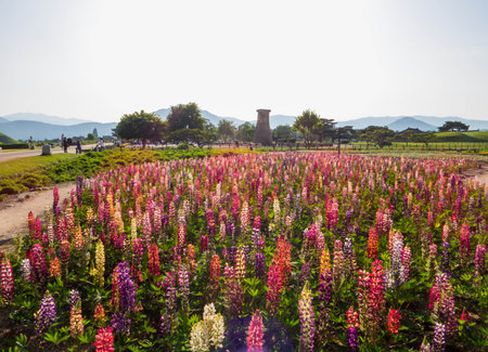 View of the Tumuli Park in Gyeongju, South Koreaの写真素材