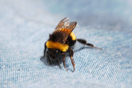 Colorful Bumblebee on a textileの写真素材