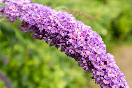 Beautiful flowers with the background out of focusの写真素材