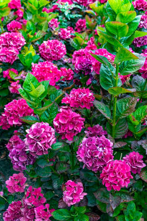 Beautiful pink flowersの写真素材