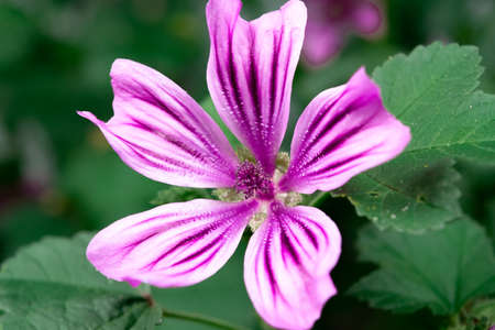 beautiful purple flower in a tropical gardenの写真素材