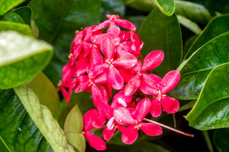 Delicate pink flowers in a tropical gardenの写真素材