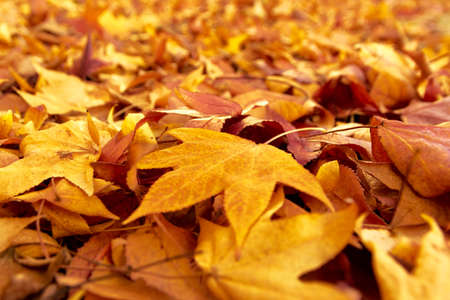 fallen leaves in autumn
