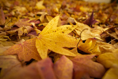 fallen leafs in autumn