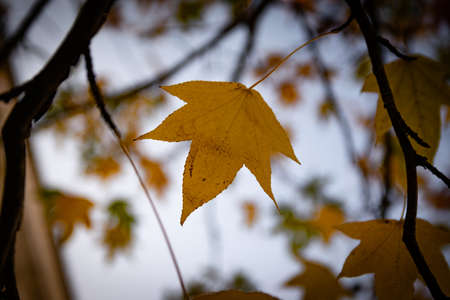 Leaves and vegetation in autumn