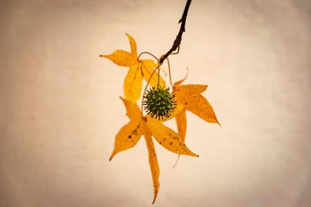 Leaves and vegetation in autumnの写真素材