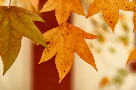 Leaves and vegetation in autumnの写真素材