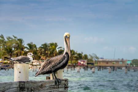 Pelican and young laughing gull standing on the pier - Caye Caulker, Belizeの写真素材
