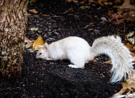 White Squirrelの写真素材