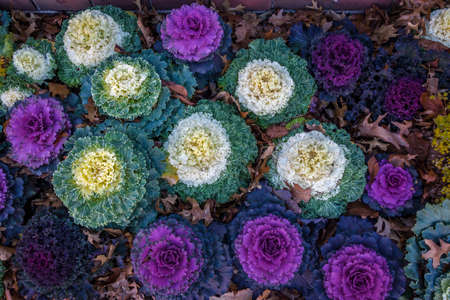 Decorative ornamental kaleの写真素材