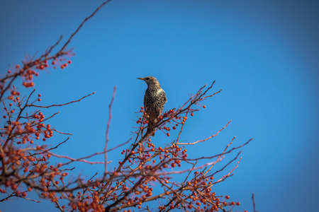 European Starling on a tree with red fruitsの写真素材