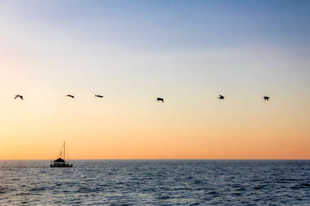 Group of pelicans flying on the beach at sunset - Puerto Vallarta, Jalisco, Mexicoの写真素材