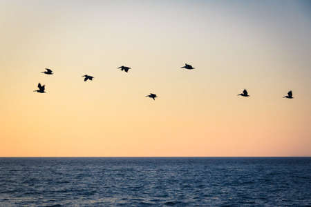 Group of pelicans flying on the beach at sunset - Puerto Vallarta, Jalisco, Mexicoの写真素材