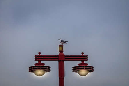 Seagull standing on a japanese eletric lamp - Tokyo, Japanの写真素材