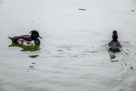 Tufted ducks - Tokyo, Japanの写真素材