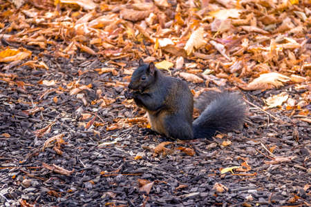 Black Squirrel in the autumn leaves of Queens Park - Toronto, Ontario, Canada