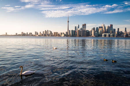 Toronto Skyline and Swan swimming on lake Ontario - Toronto, Ontario, Canadaの写真素材