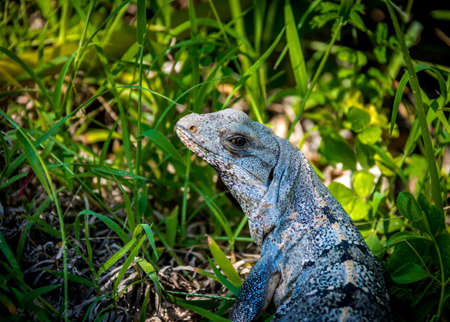 Iguana - Tulum, Mexicoの写真素材