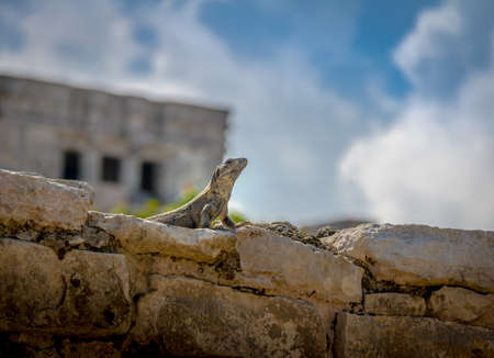 Iguana at Mayan Ruins of Tulum, Mexicoの写真素材