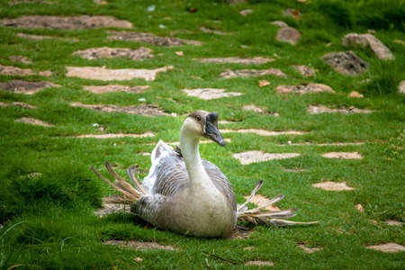 Farm goose sittingの写真素材