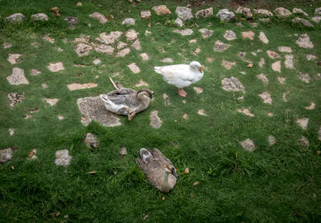 Upper view of Farm geese and white gooseの写真素材