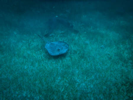 Stingray in caribbean sea - Caye Caulker, Belize