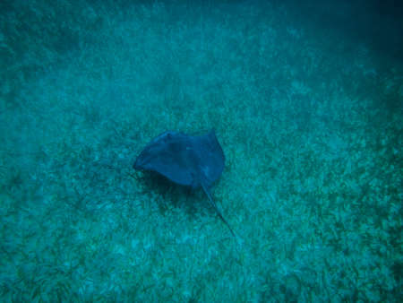 Stingray in caribbean sea - Caye Caulker, Belize