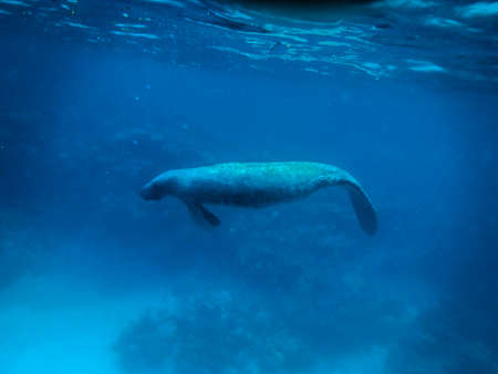 Manatee underwater in Caribbean Sea - Caye Caulker, Belizeの写真素材
