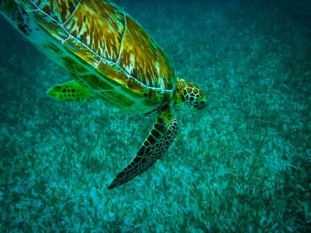 Sea turtle in Caribbean Sea - Caye Caulker, Belizeの写真素材