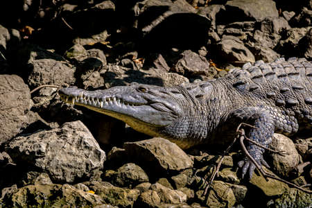 Crocodile at Sumidero Canyon - Chiapas, Mexicoの写真素材