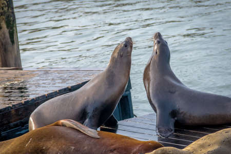 Sea Lions of Pier 39 at Fishermans Wharf - San Francisco, California, USAの写真素材