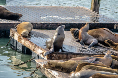 Sea Lions of Pier 39 at Fishermans Wharf - San Francisco, California, USA