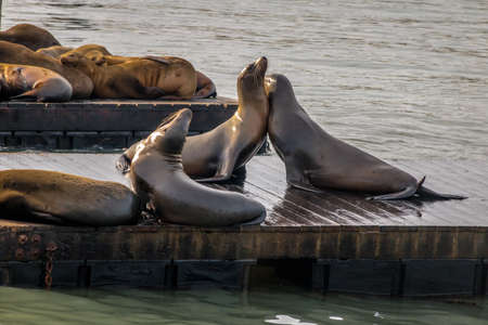 Sea Lions of Pier 39 at Fishermans Wharf - San Francisco, California, USAの写真素材