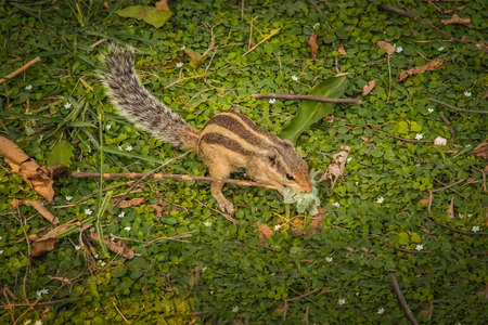 Indian Palm Squirrel eating plasticの写真素材