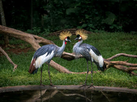 Two gray crowned cranes - Foz do Iguaçu, Brazilの写真素材